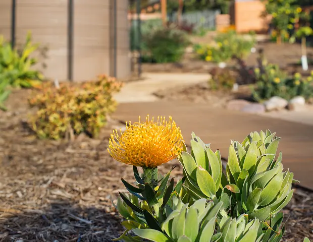 A yellow flower in a yard
