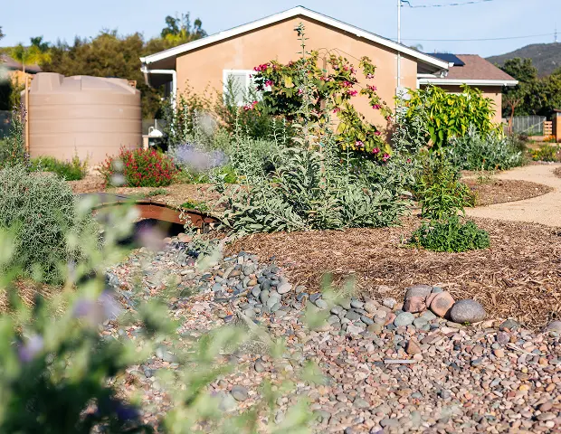 A yard with various planets growing