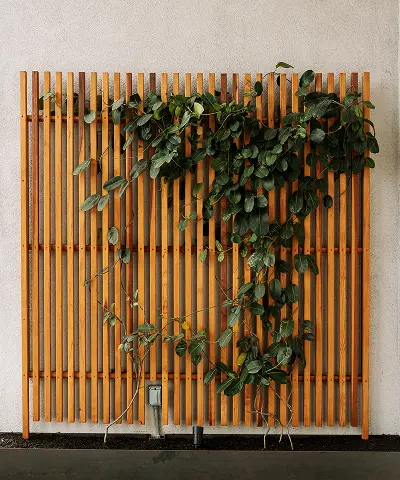 Plants growing from a custom wall structure