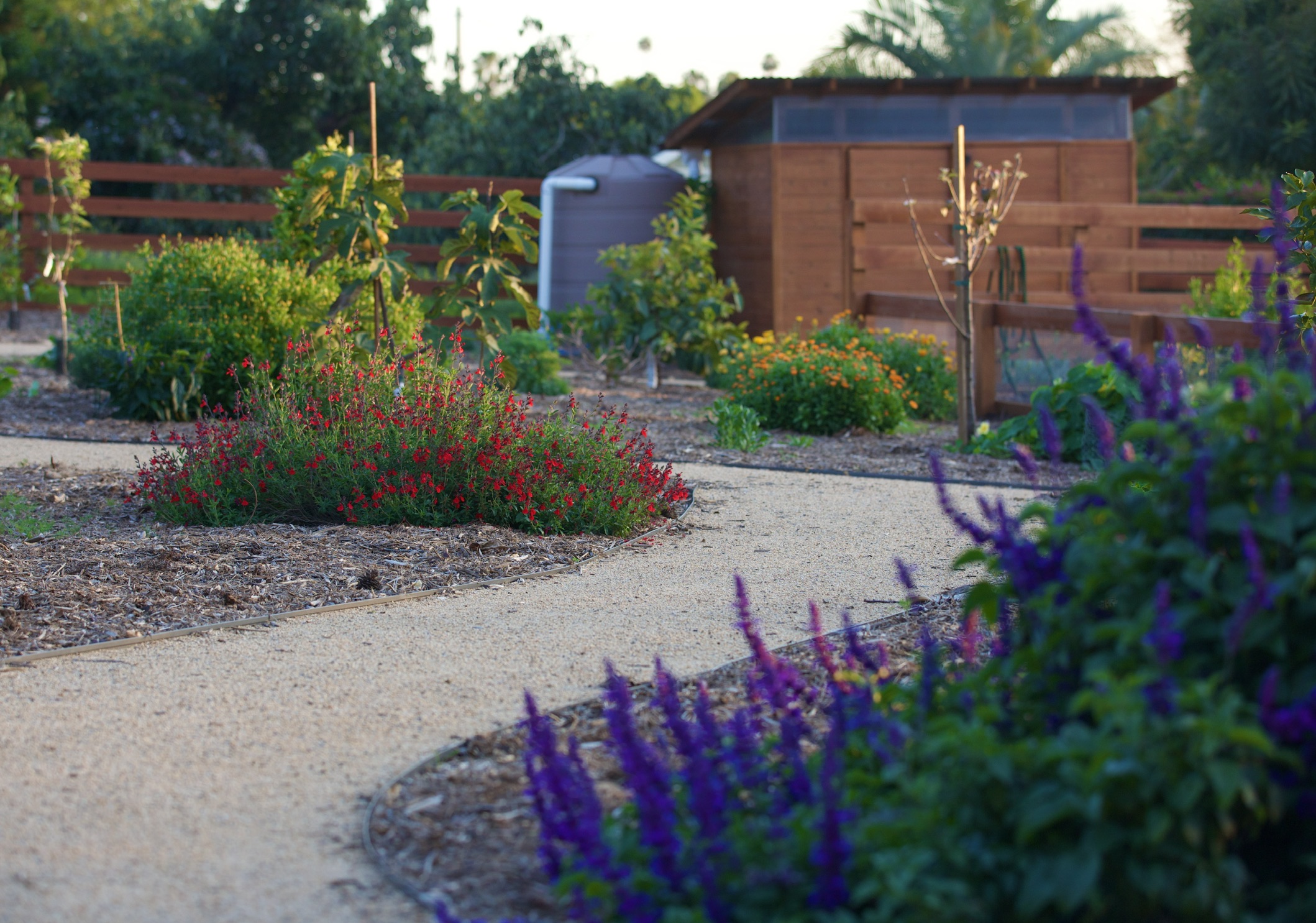 The Dream Garden
