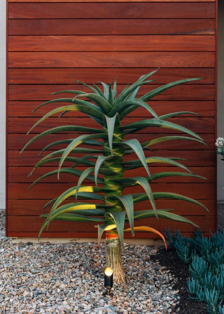 Aloe tree in front of an accent wall