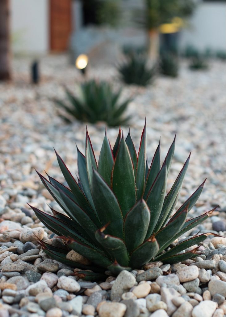Close-up of blue agave in a drought-tolerant landscape