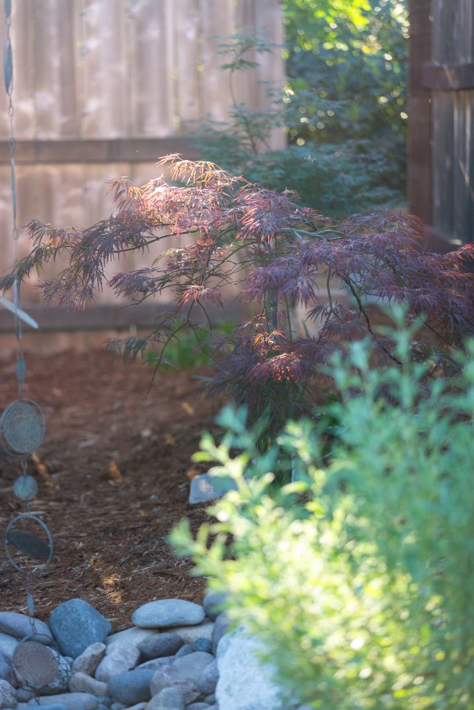 Native and Japanese plantings along a wood fence with a feature boulder