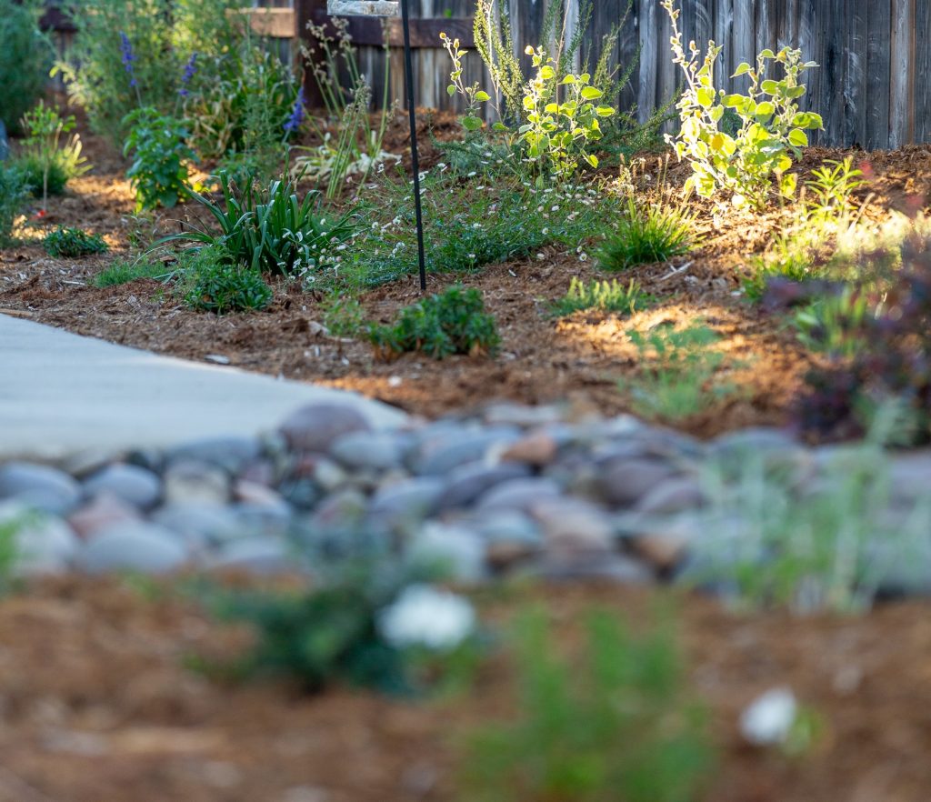 Freshly planted bed with river rock border and decomposed graniteFreshly planted bed with river rock border and decomposed granite