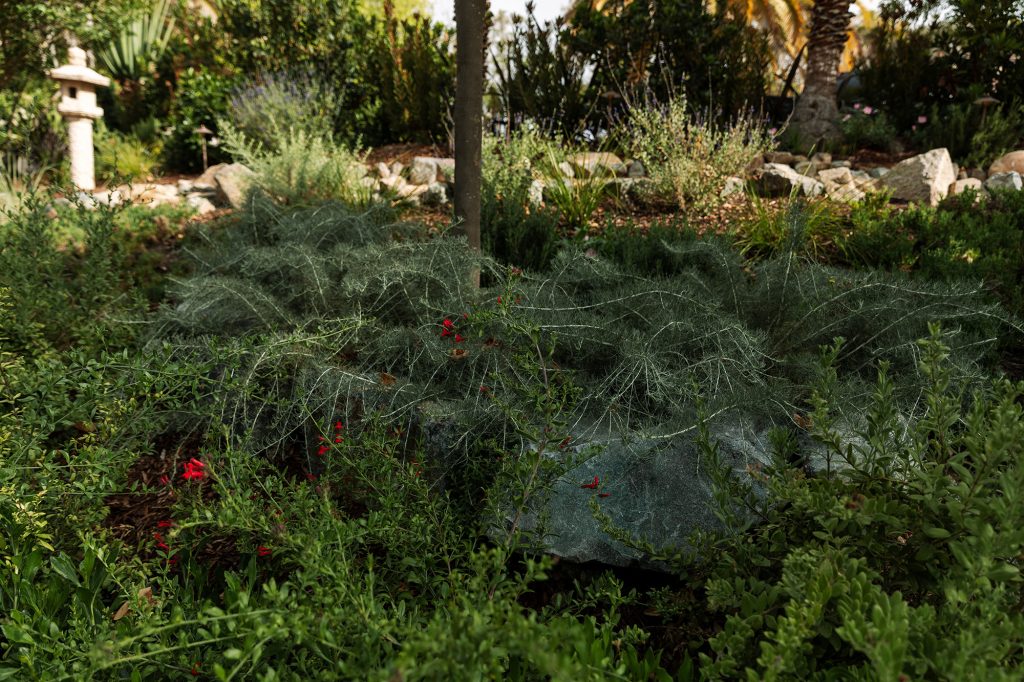 natural landscape in rancho santa fe