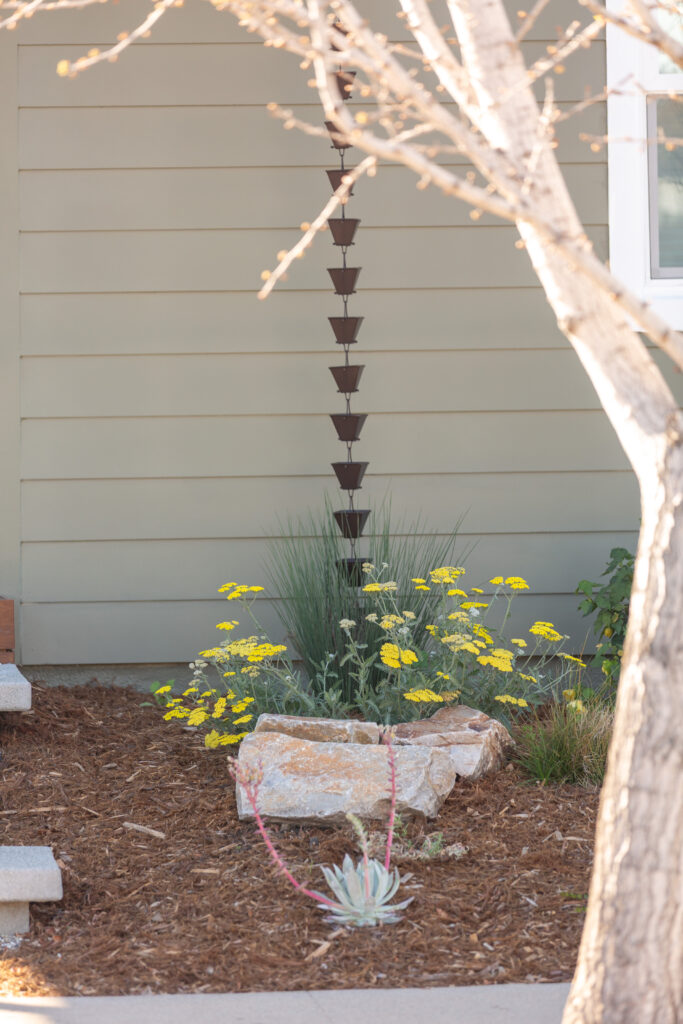Rain chain in a native front yard landscape in San Diego